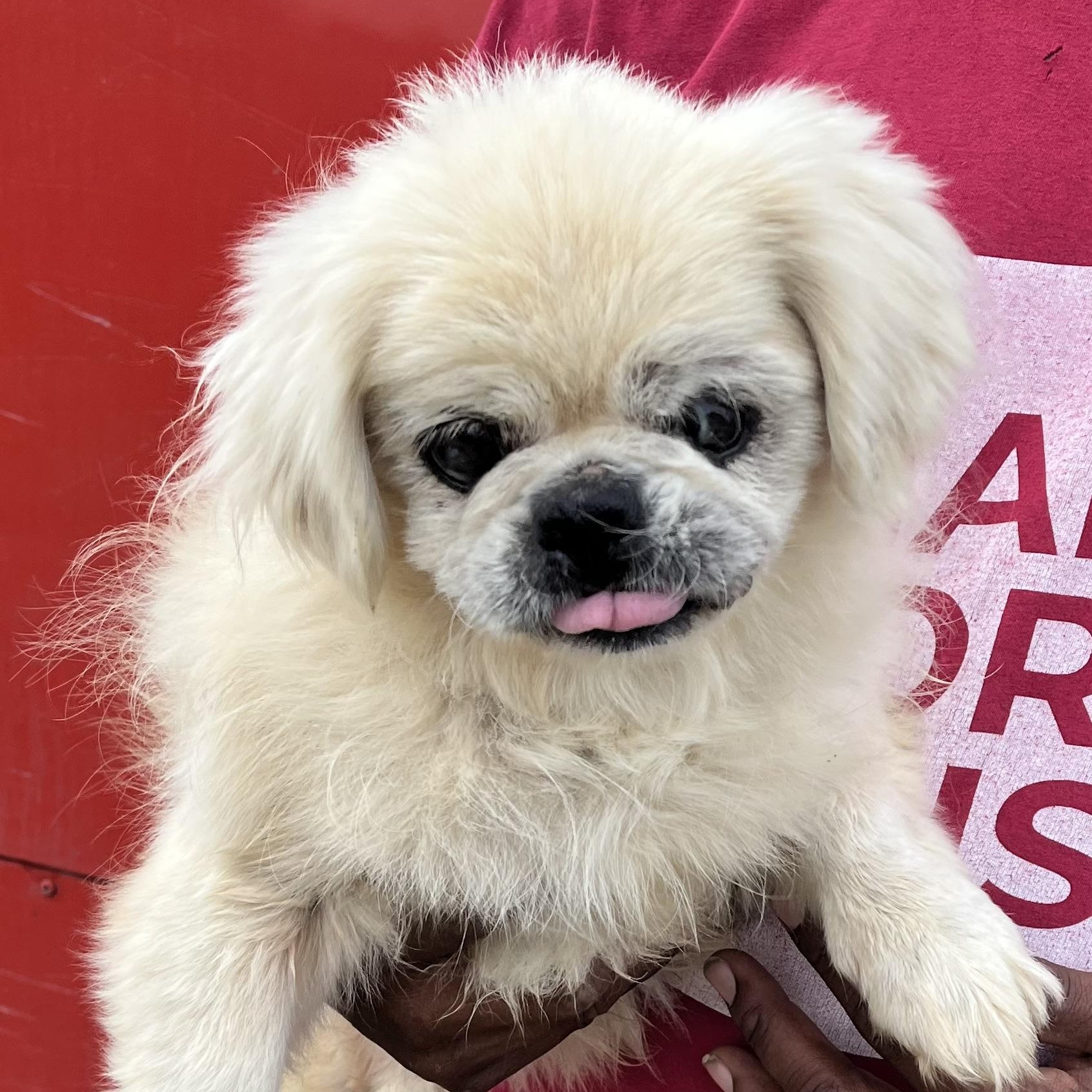 Enlarge Sammy - Local Jan 9-11, an adoptable Pekingese in Westerly, RI image 2/6