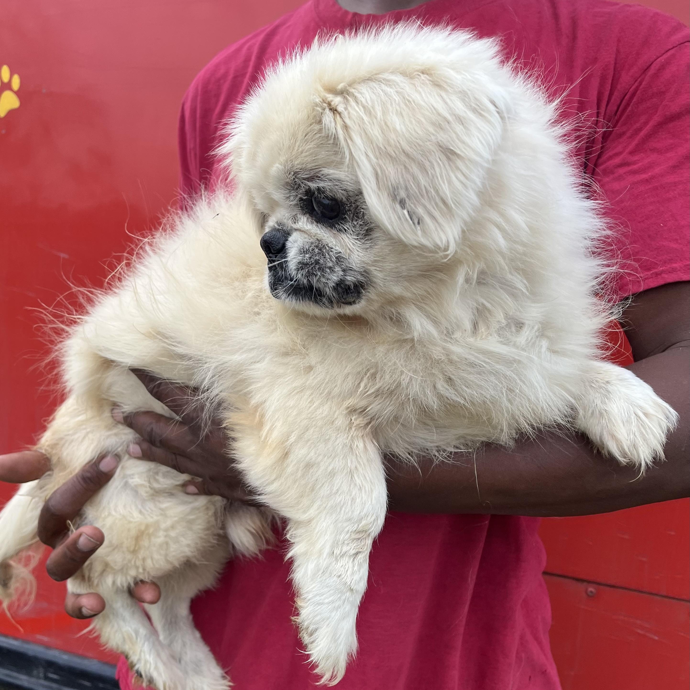 Enlarge Sammy - Local Jan 9-11, an adoptable Pekingese in Westerly, RI image 6/6