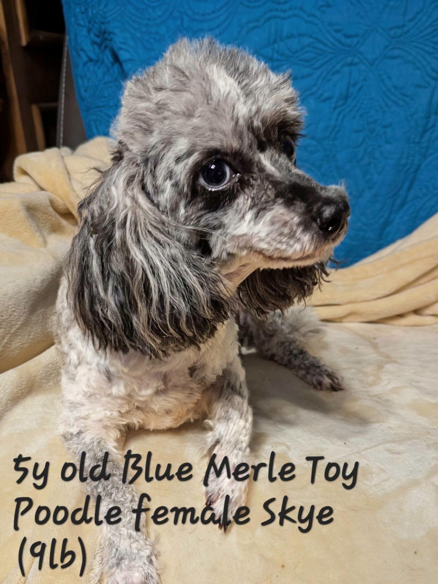 Skyy, Adopted, Young Female Poodle.