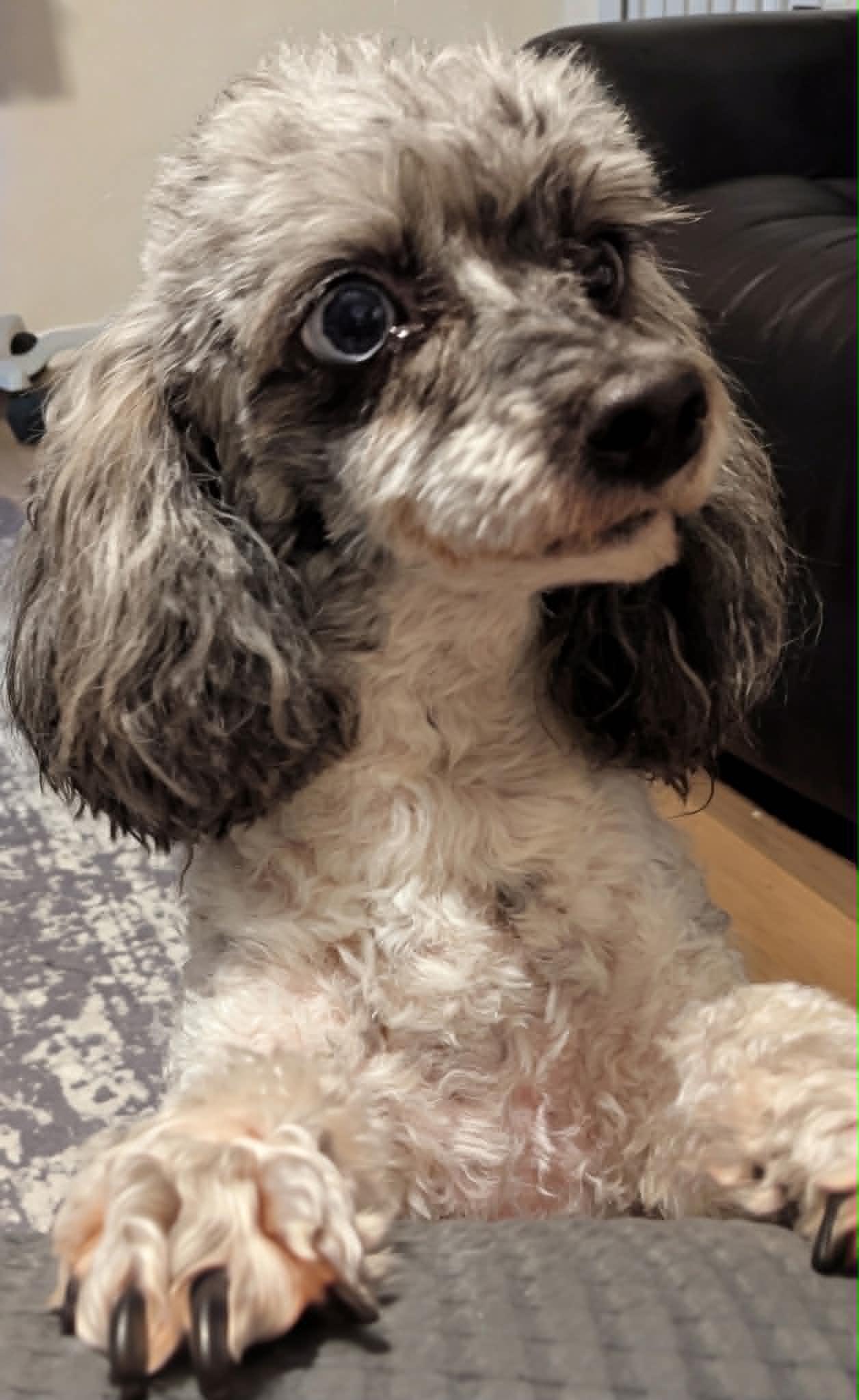 Enlarge Skyy, a Adopted Poodle in Plant City, FL image 3/3