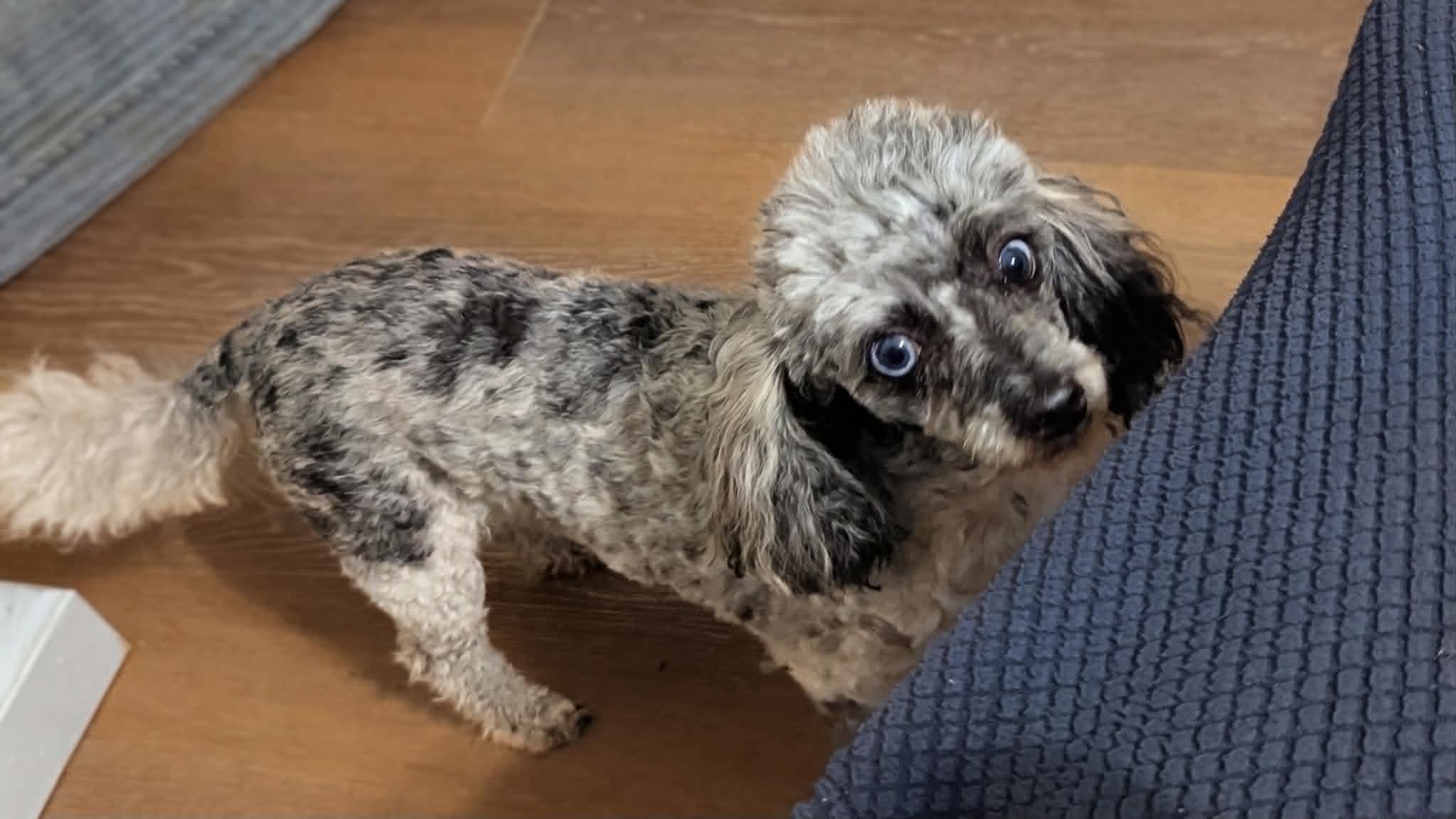 Enlarge Skyy, a Adopted Poodle in Plant City, FL image 2/3