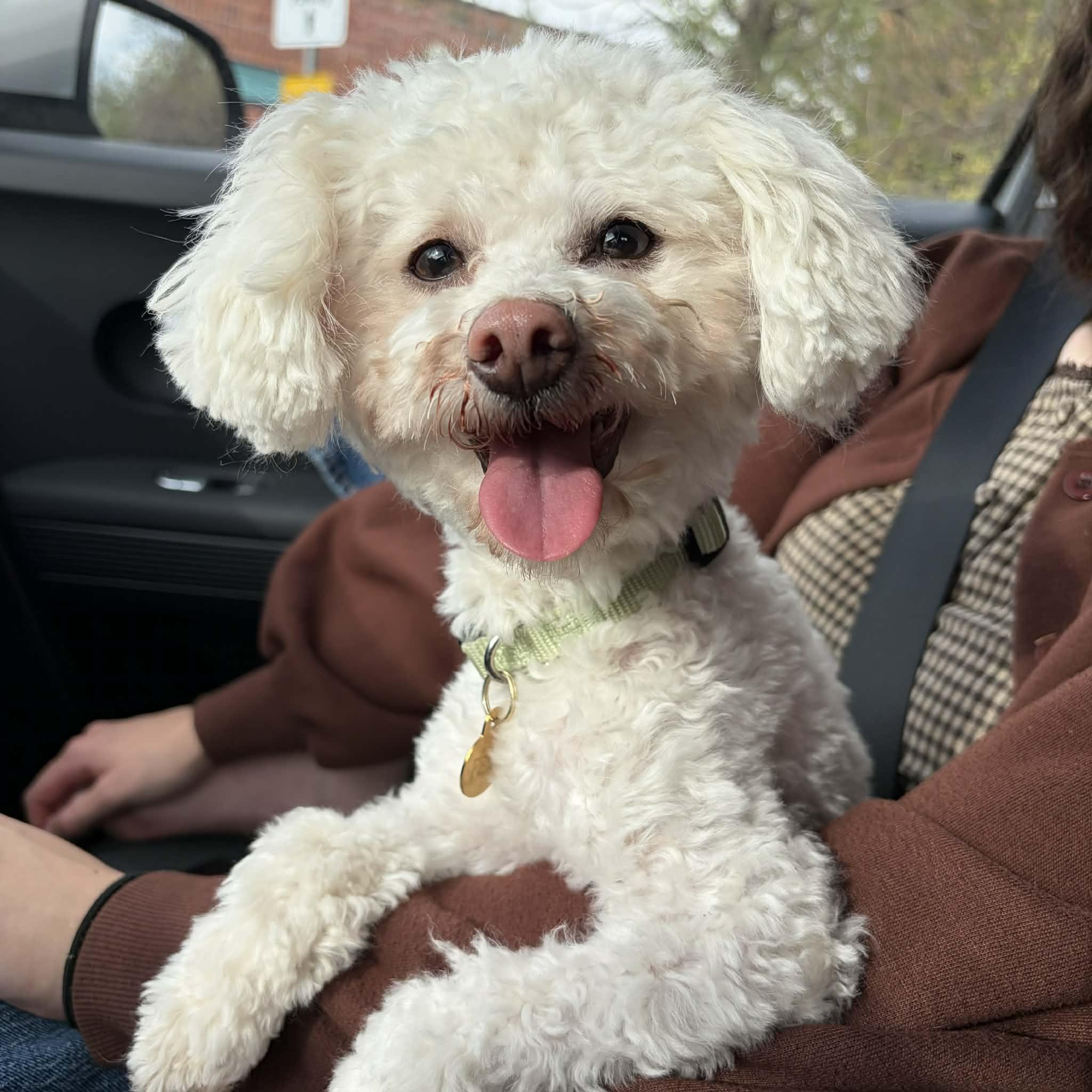 Manny, ADOPTABLE, Young Male Miniature Poodle & Bichon Frise.