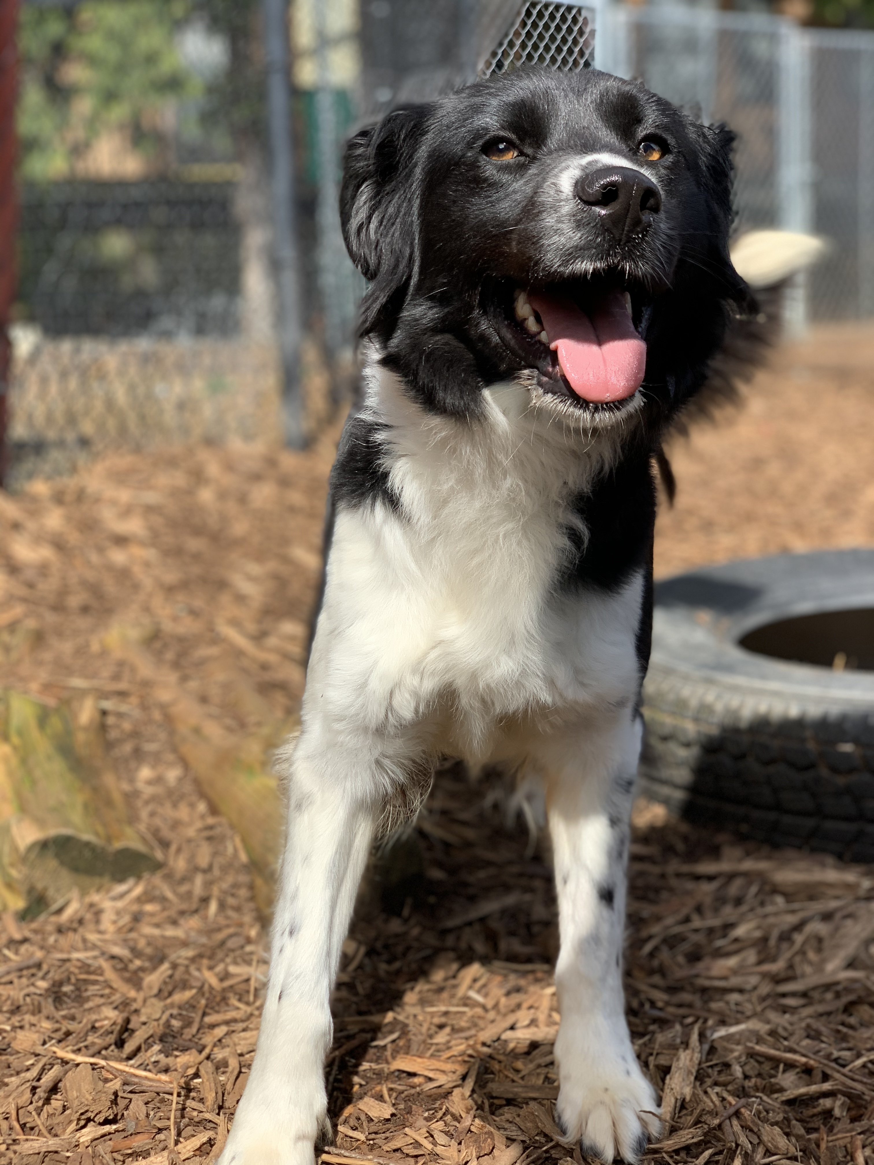 Keira, a Adoptable Border Collie in lynnwood , WA image 1/12