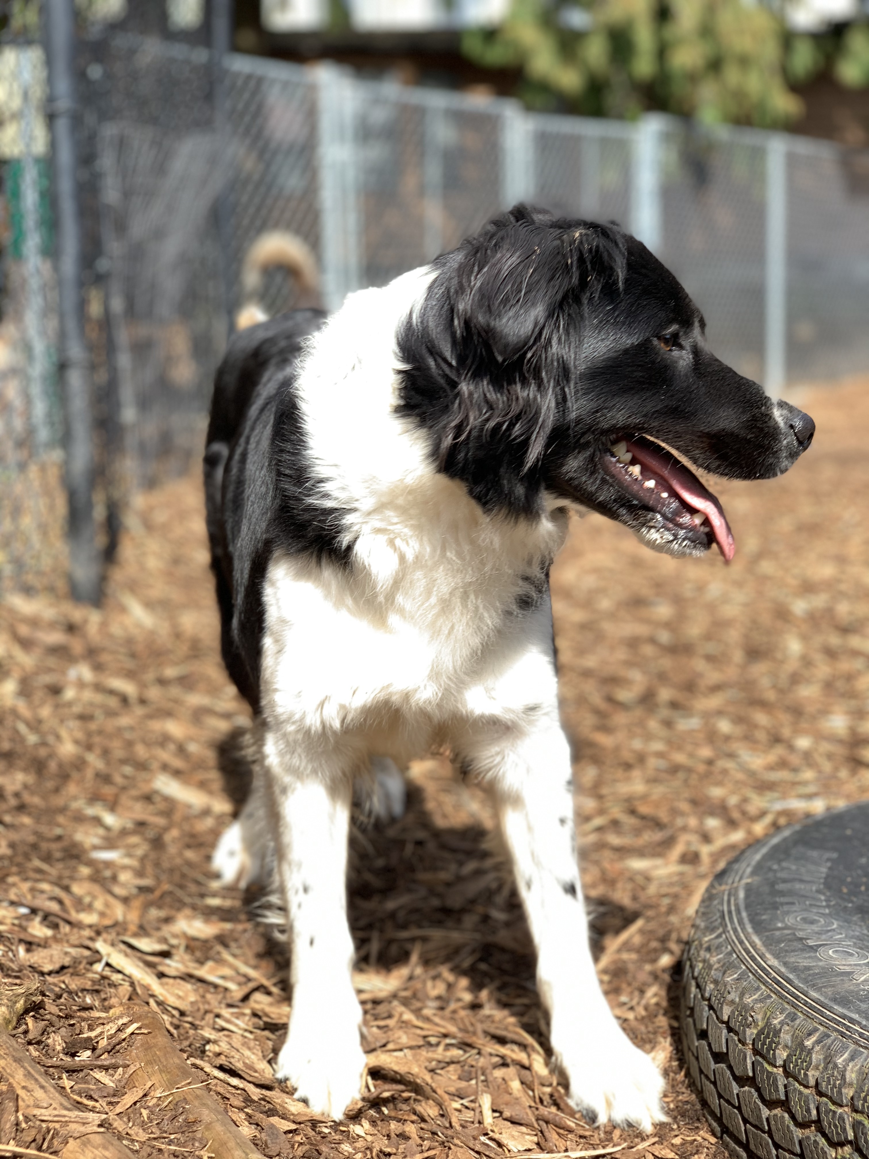 Keira, a Adoptable Border Collie in lynnwood , WA image 2/12