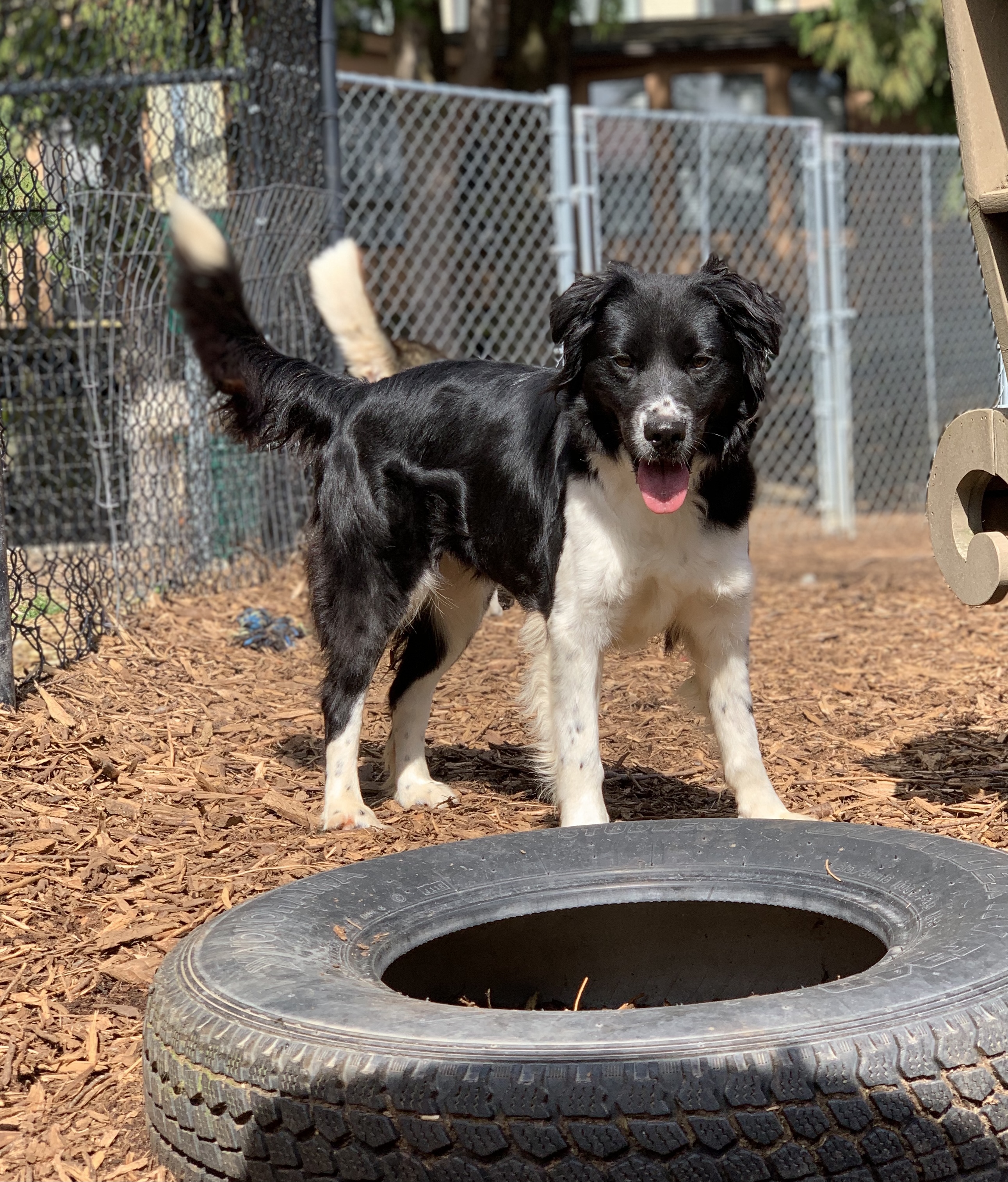 Keira, a Adoptable Border Collie in lynnwood , WA image 3/12