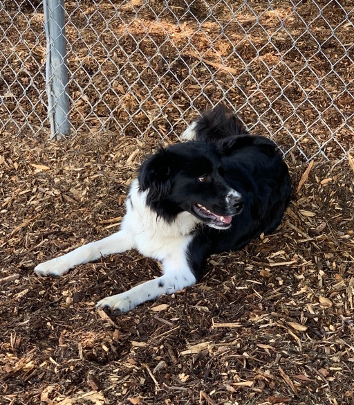 Keira, a Adoptable Border Collie in lynnwood , WA image 4/12