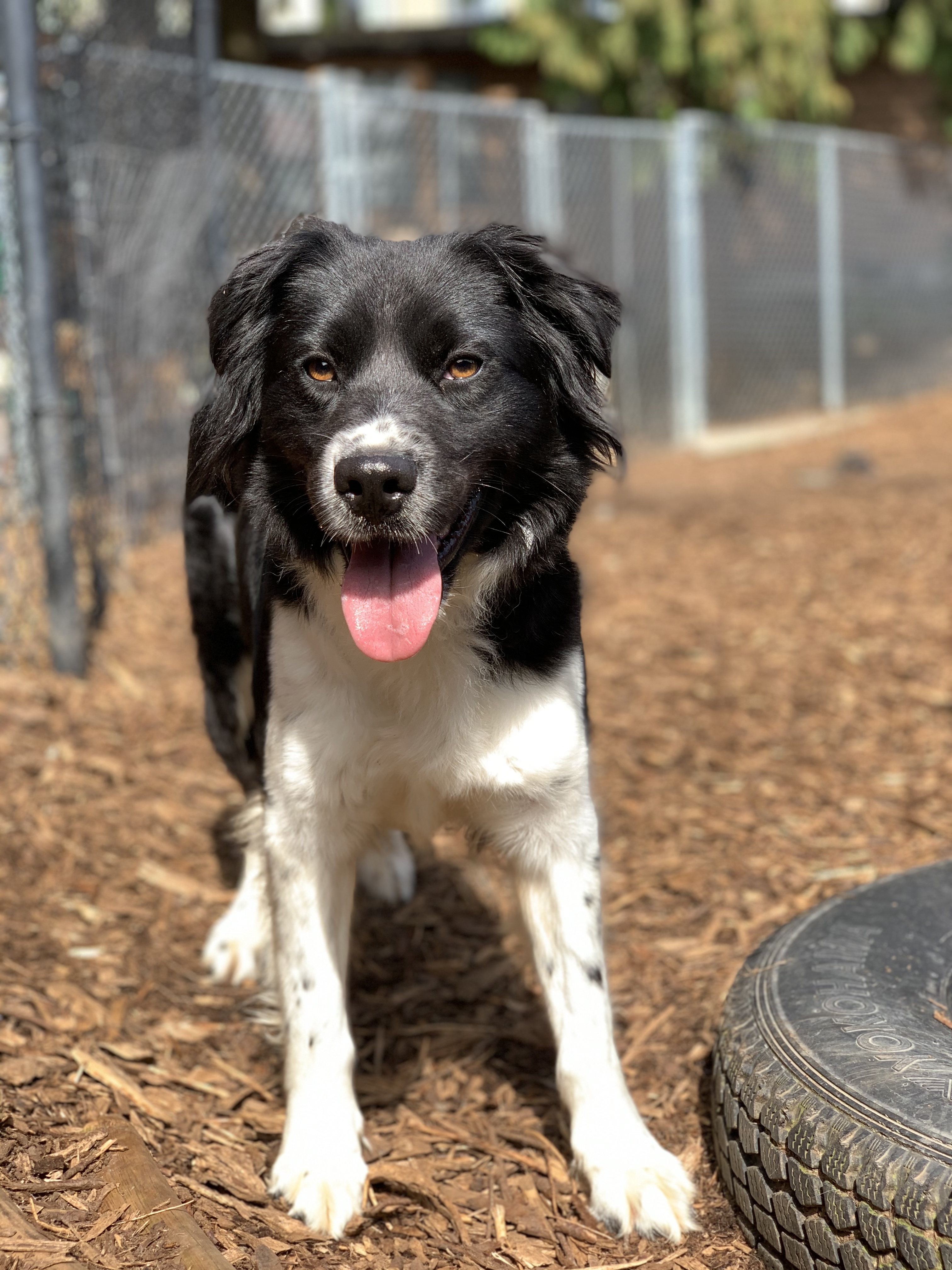 Keira, a Adoptable Border Collie in lynnwood , WA image 5/12