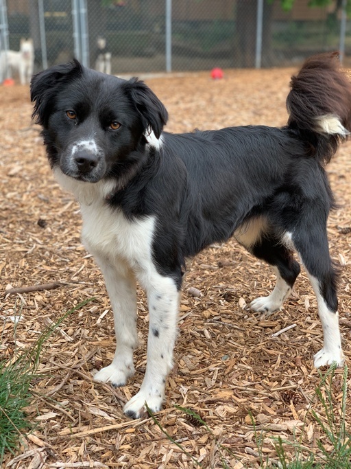 Keira, a Adoptable Border Collie in lynnwood , WA image 6/12