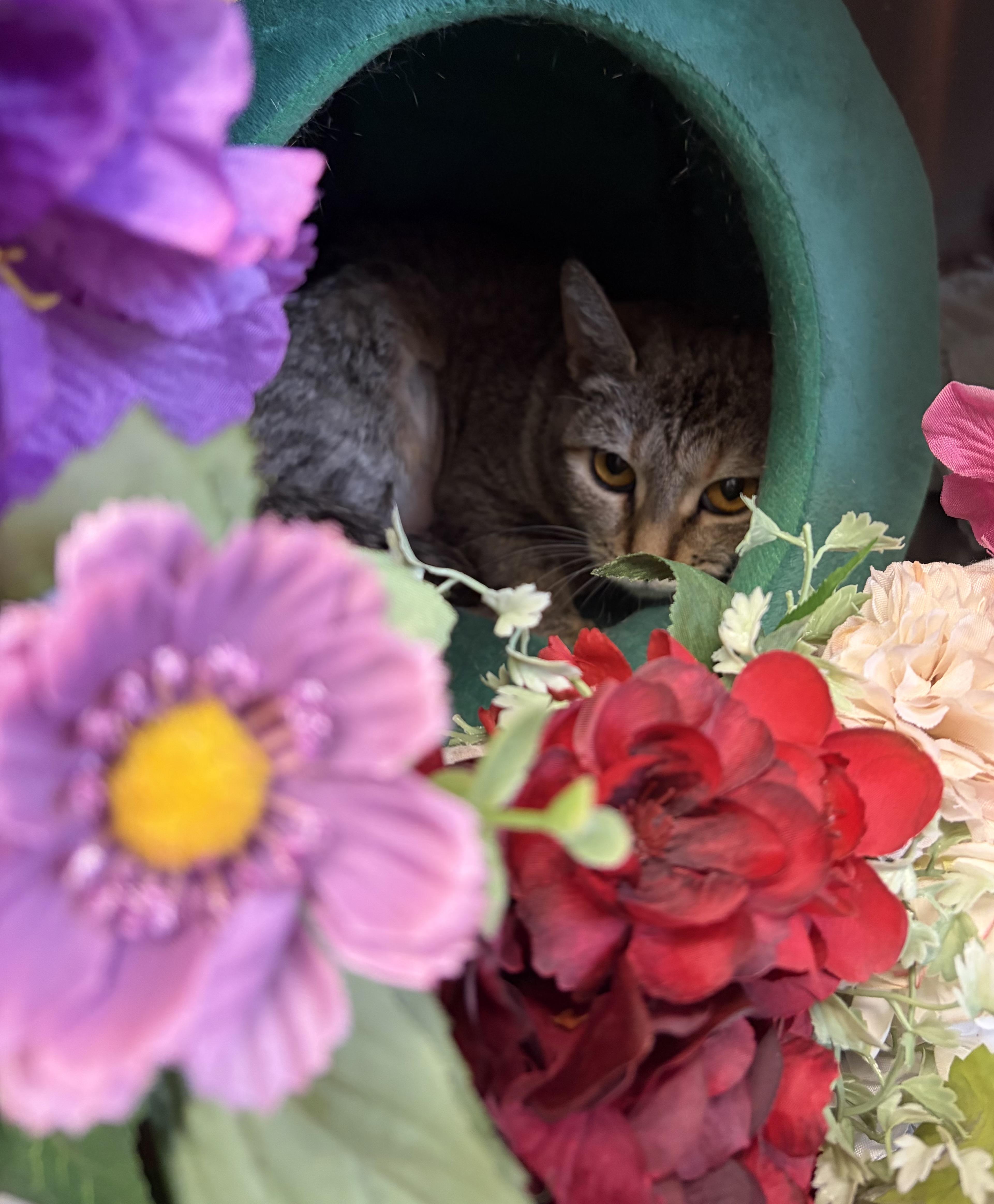 Lucy, ADOPTABLE, Adult Female American Shorthair.