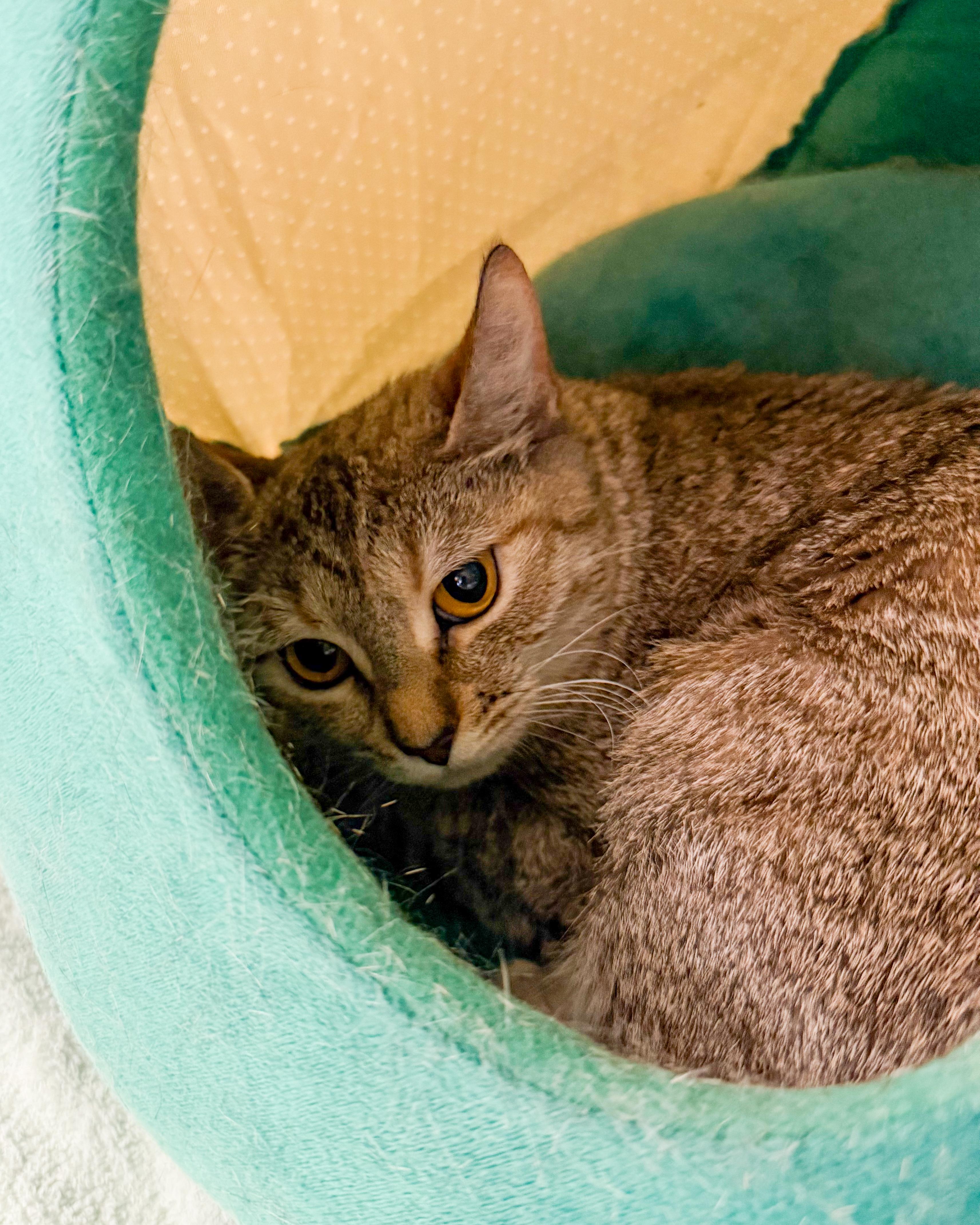 Lucy, a ADOPTABLE American Shorthair in Scituate, MA image 1/2