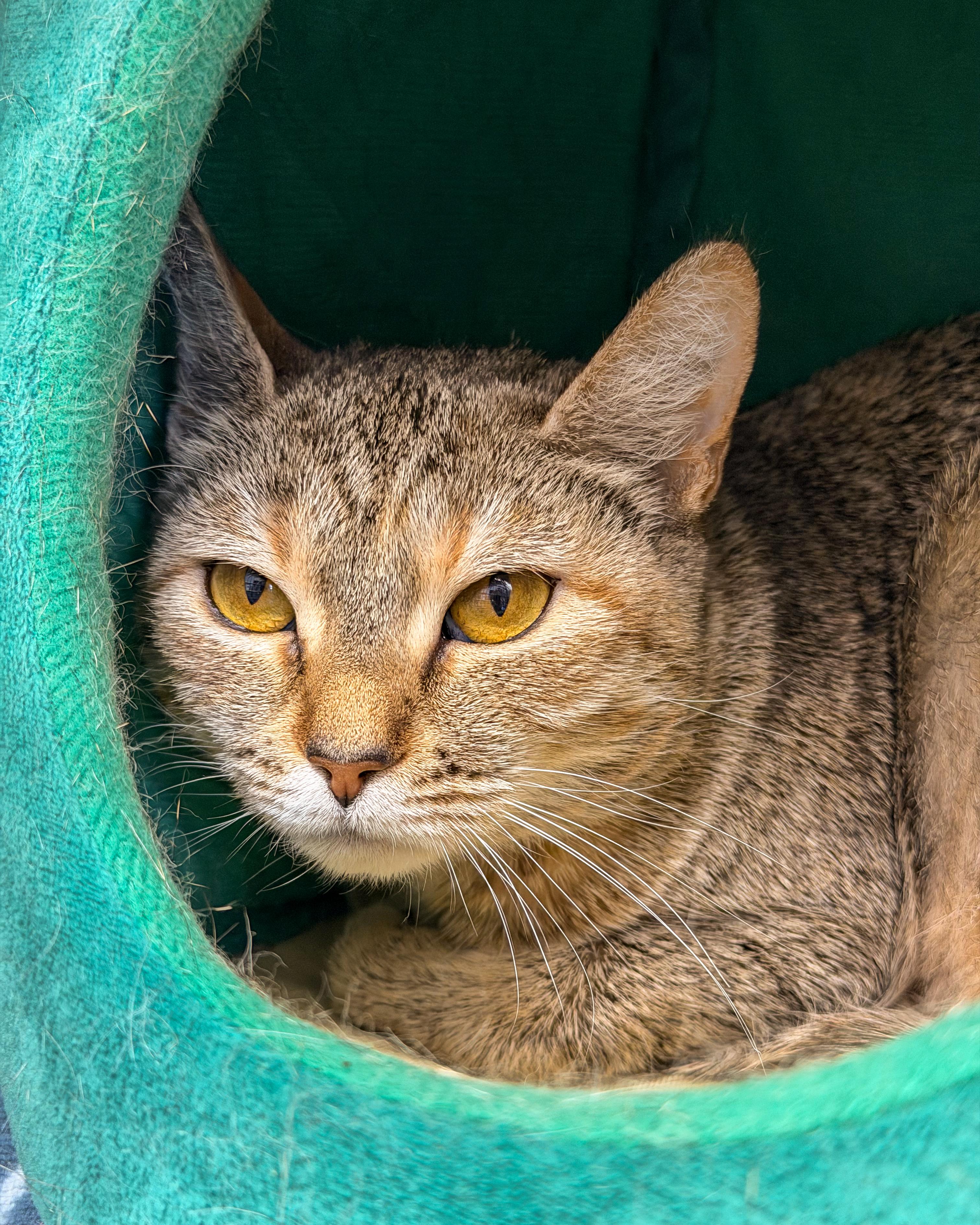 Lucy, a ADOPTABLE American Shorthair in Scituate, MA image 1/3