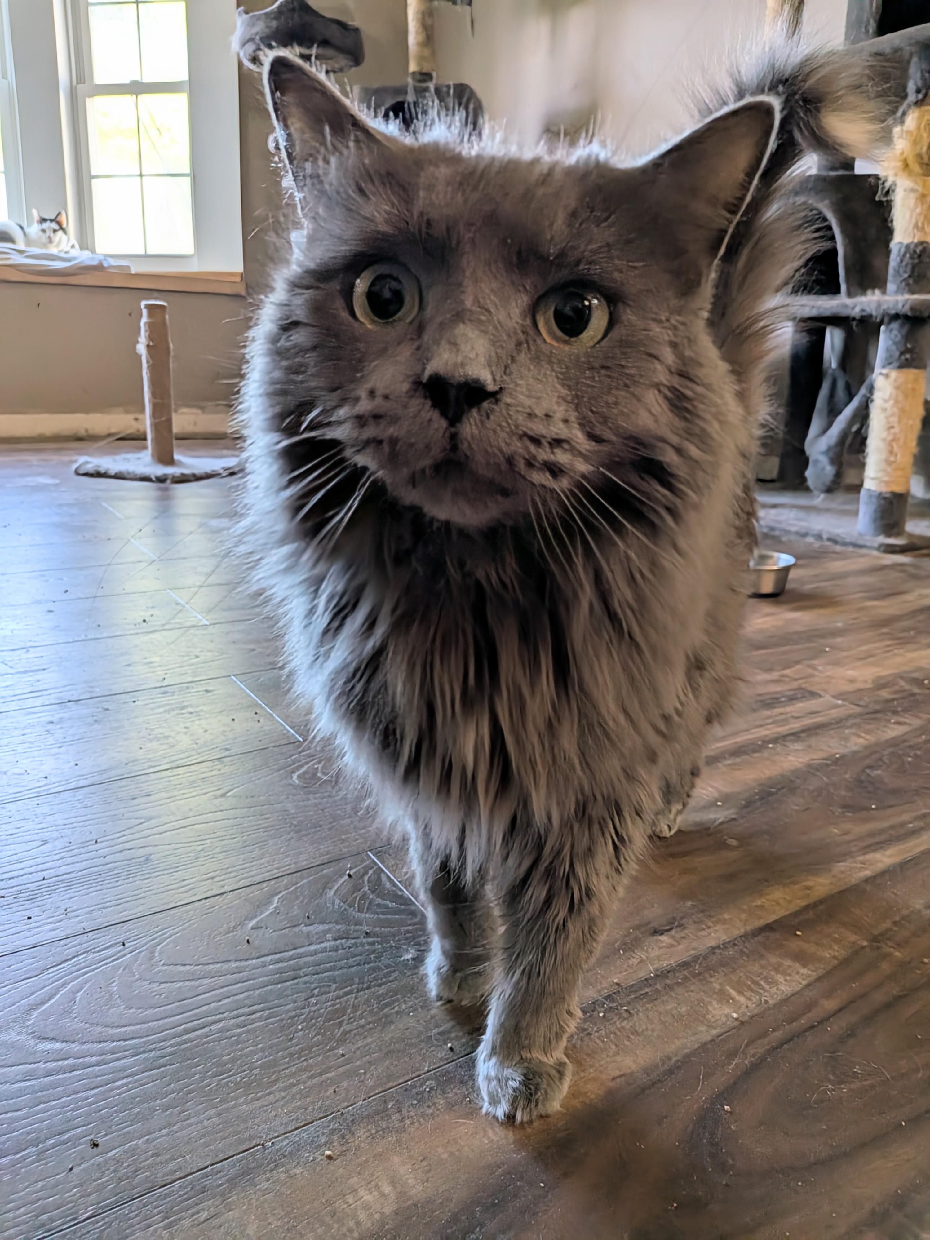 Stormy, Adoptable, Adult Female Domestic Long Hair.