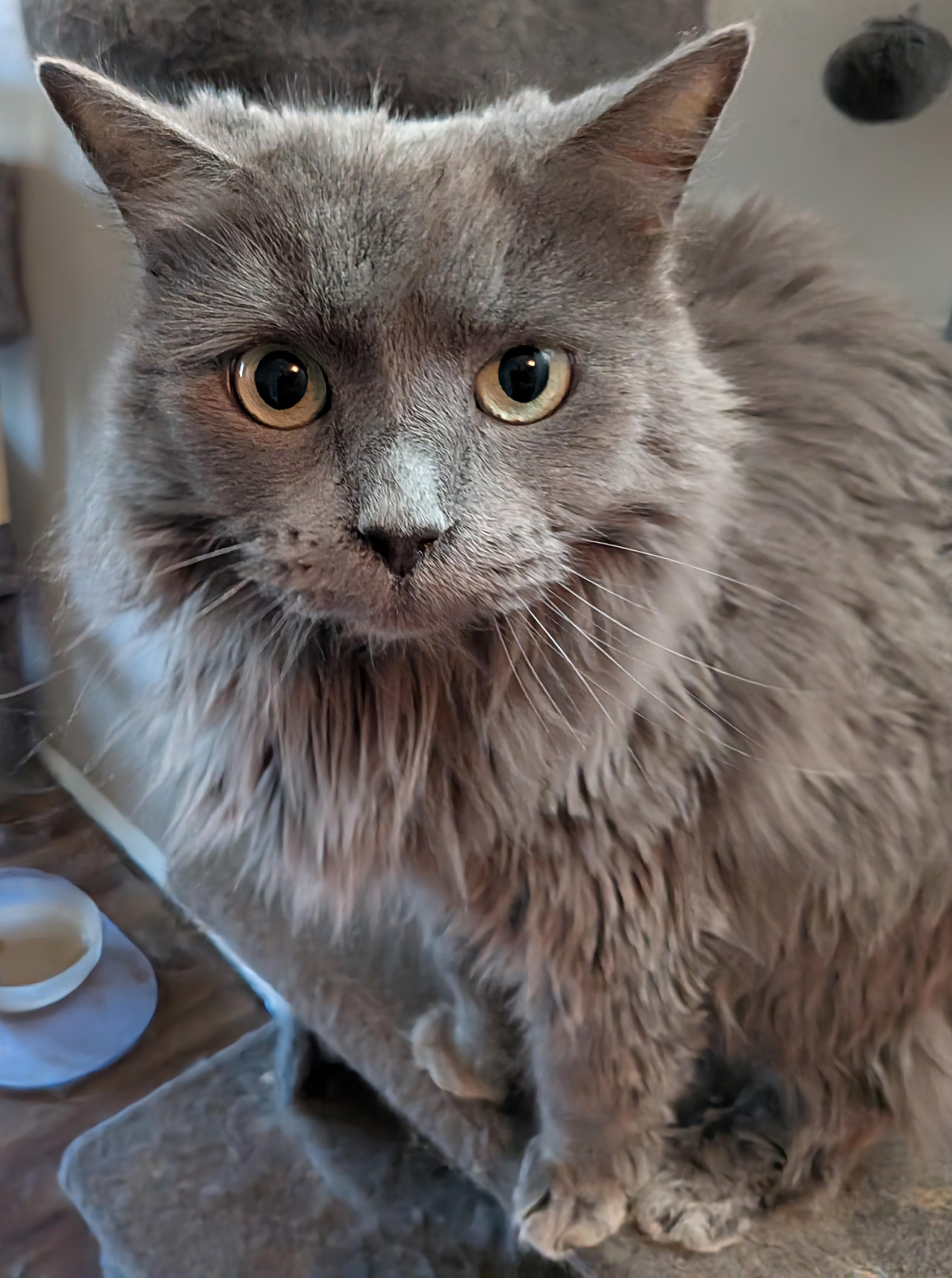 Stormy, a Adoptable Domestic Long Hair in Xenia, OH image 1/2