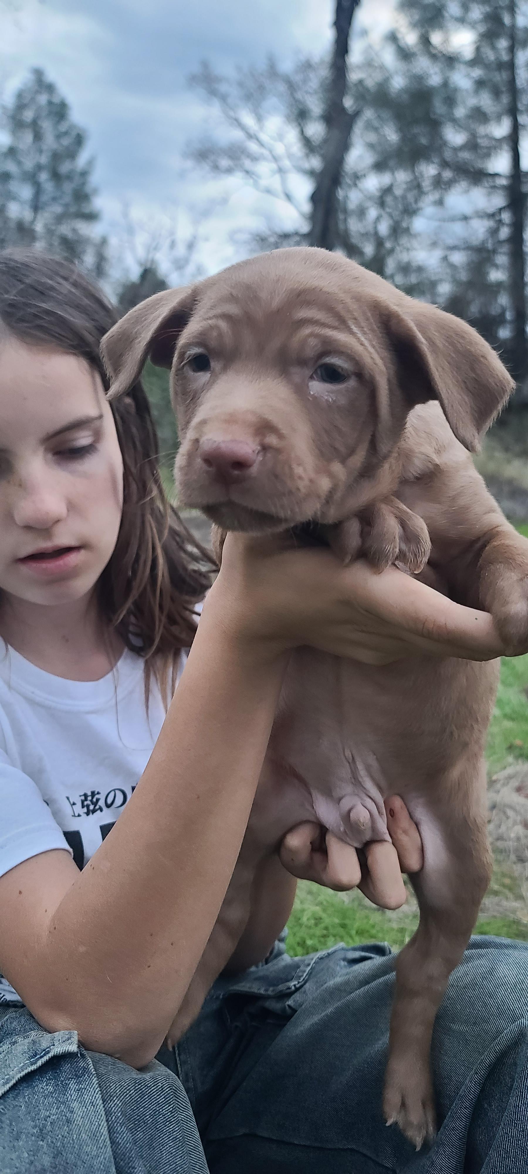 Jerry, adopted, Puppy Male Australian Cattle Dog / Blue Heeler & Husky.