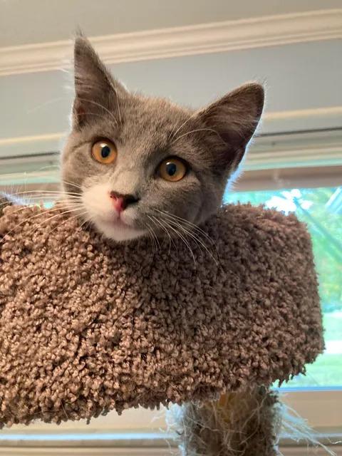 Enlarge Dolly, a Adopted Domestic Short Hair in Sterling Heights, MI image 2/2