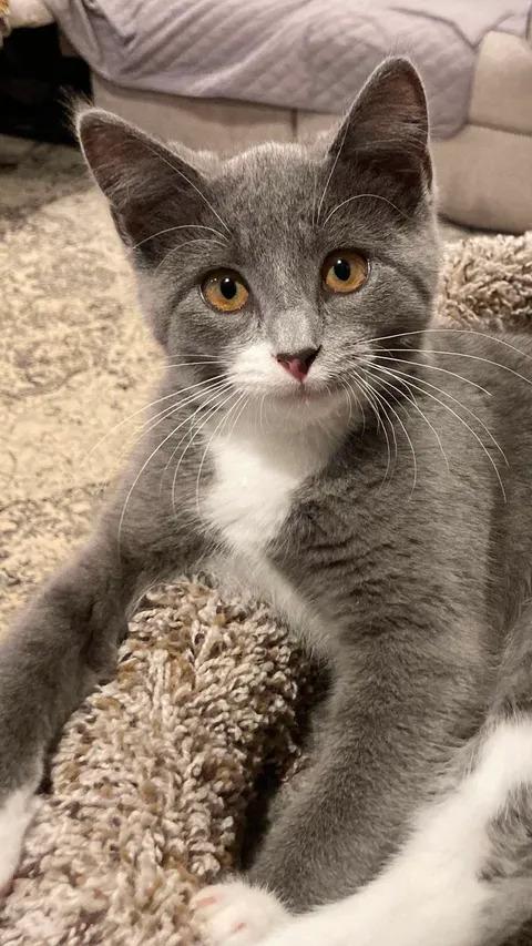 Dolly, Adopted, Kitten Female Domestic Short Hair.