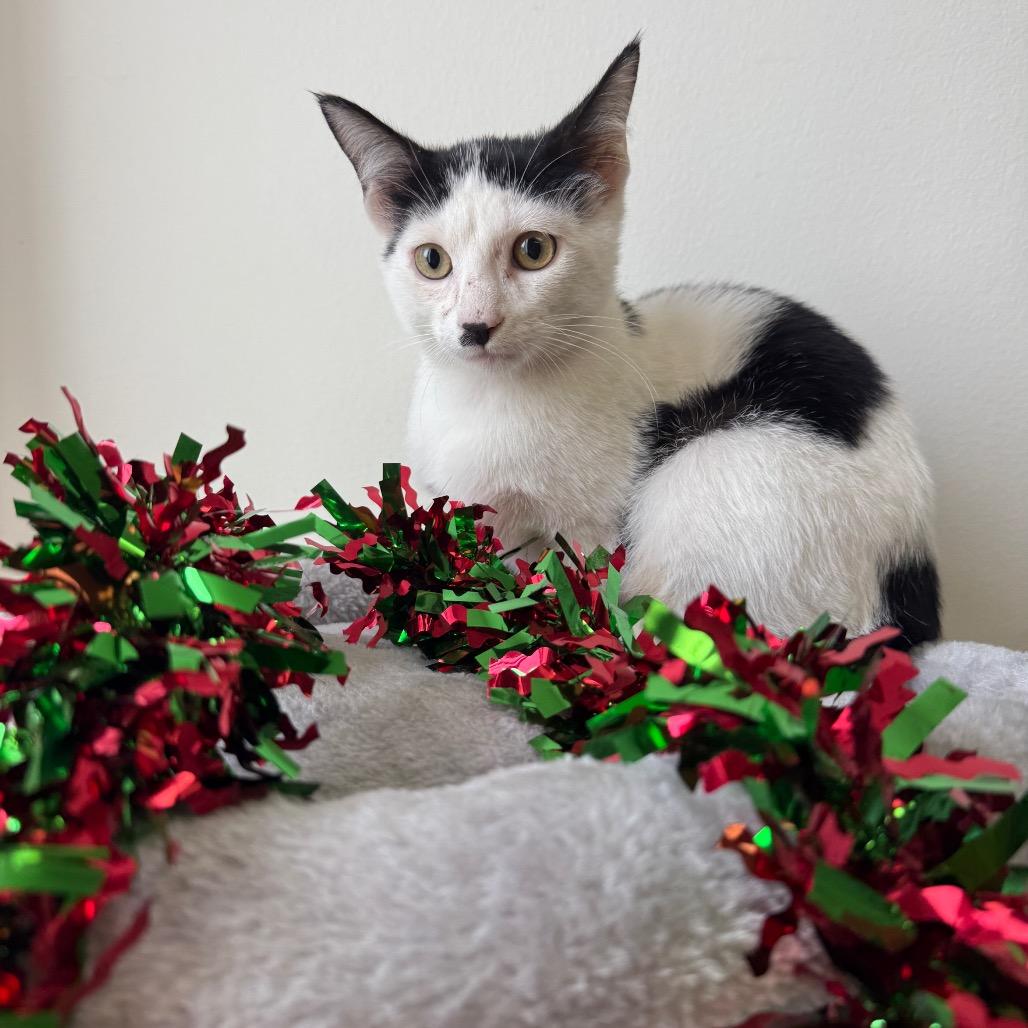 Namul, Adoptable, Kitten Male Domestic Short Hair.