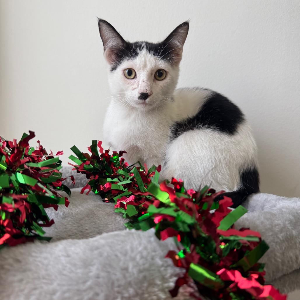 Enlarge Namul, a Adoptable Domestic Short Hair in Houston, TX image 2/3