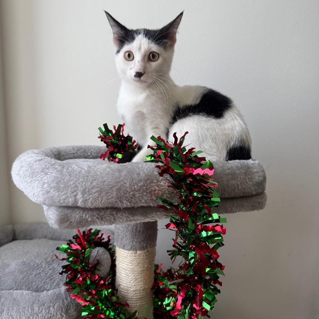 Enlarge Namul, a Adoptable Domestic Short Hair in Houston, TX image 3/3