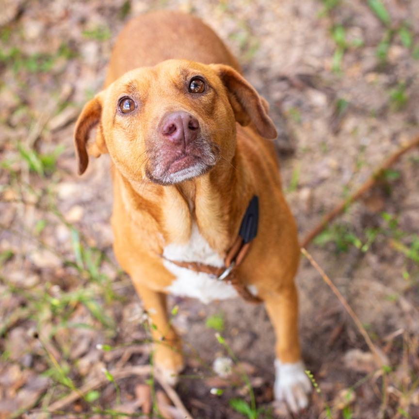 Enlarge Minnie, a Adoptable mixed breed in Hattiesburg, MS image 1/1