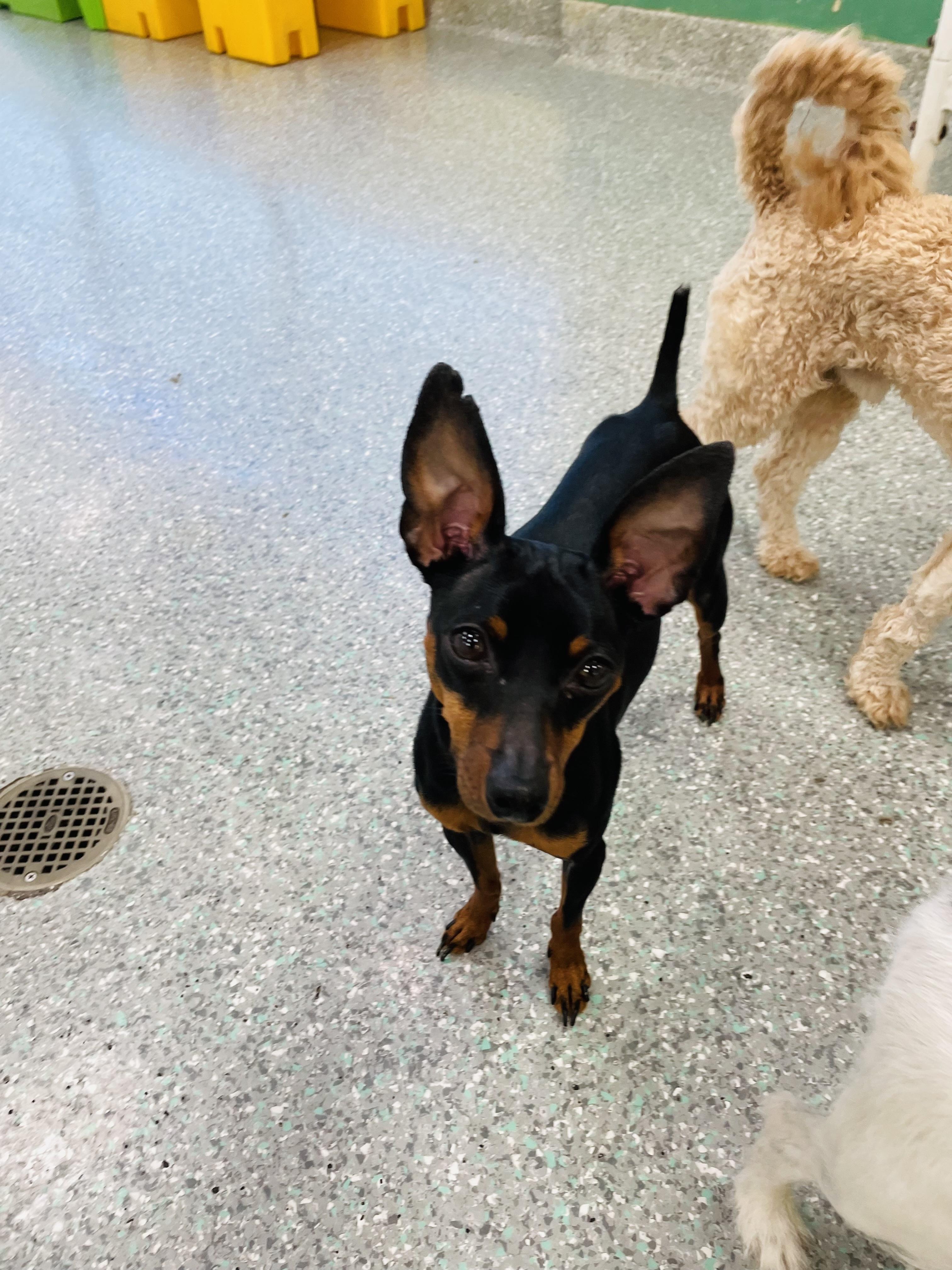 Molly, a Adoptable Miniature Pinscher in Lake Forest, CA image 5/5