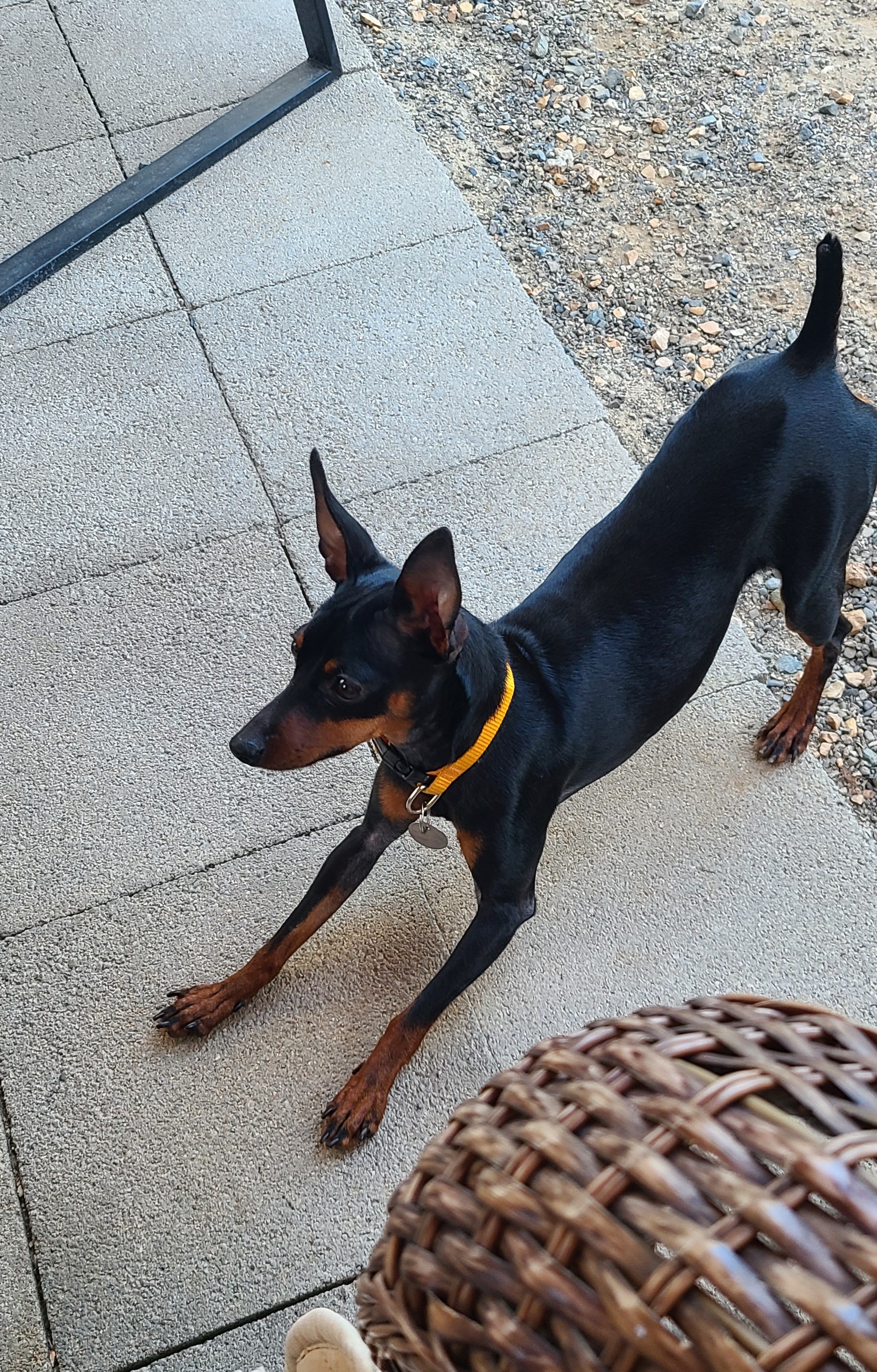 Molly, a Adoptable Miniature Pinscher in Lake Forest, CA image 3/5