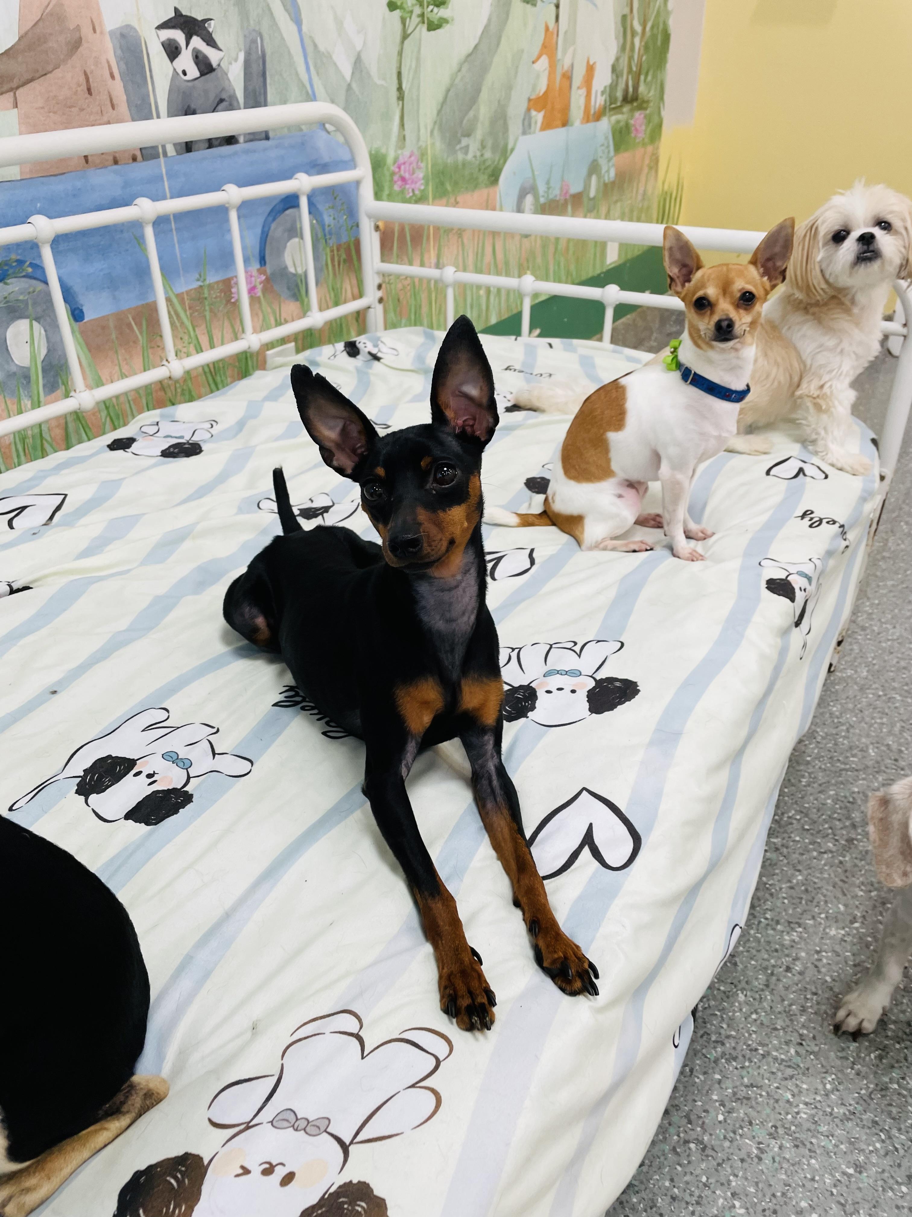 Molly, a Adoptable Miniature Pinscher in Lake Forest, CA image 1/5