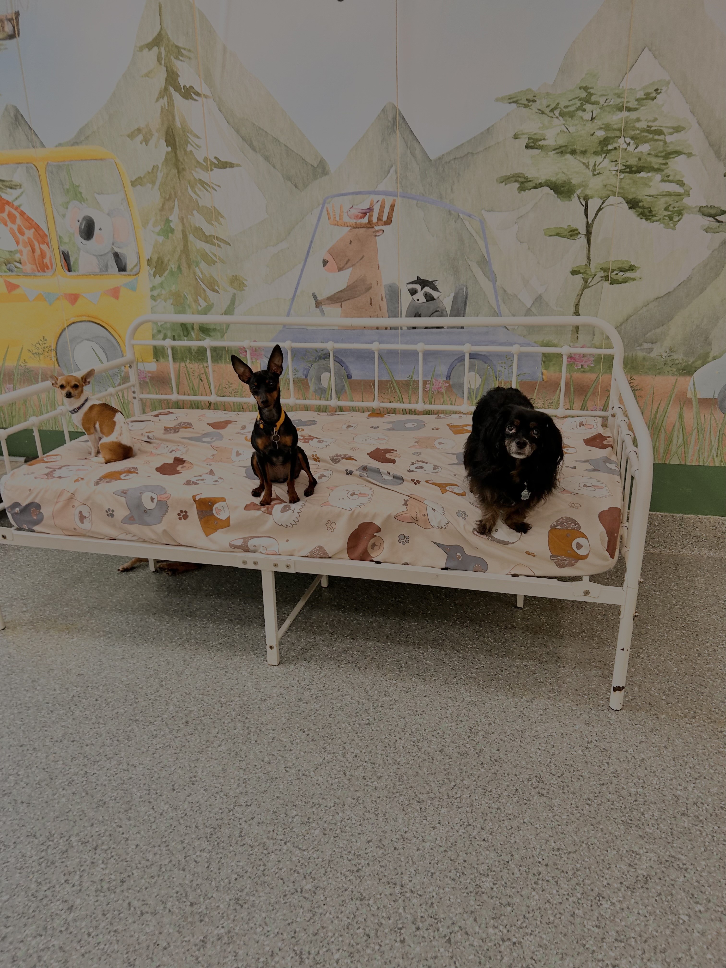 Molly, a Adoptable Miniature Pinscher in Lake Forest, CA image 4/5