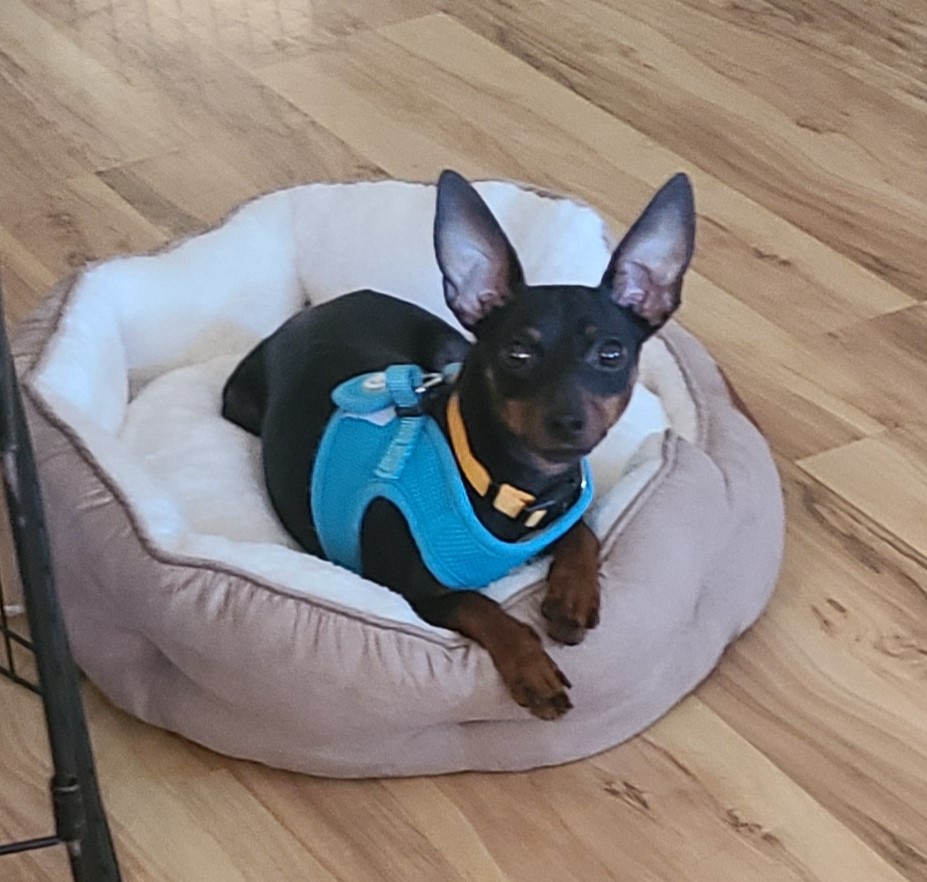 Molly, a Adoptable Miniature Pinscher in Lake Forest, CA image 2/5