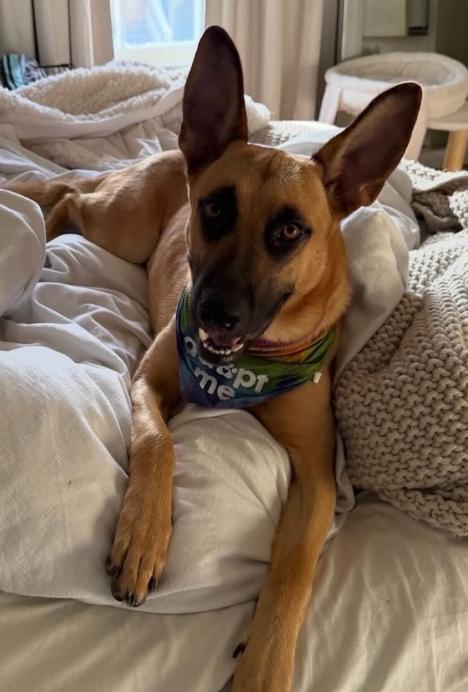 Enlarge Nala, a Adoptable mixed breed in TEMECULA, CA image 5/5