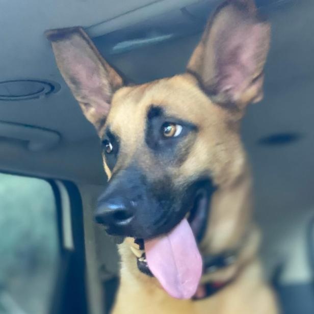 Nala, a Adoptable mixed breed in Westlake Village, CA image 2/5