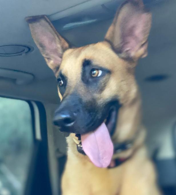 Enlarge Nala, a Adoptable mixed breed in TEMECULA, CA image 3/5