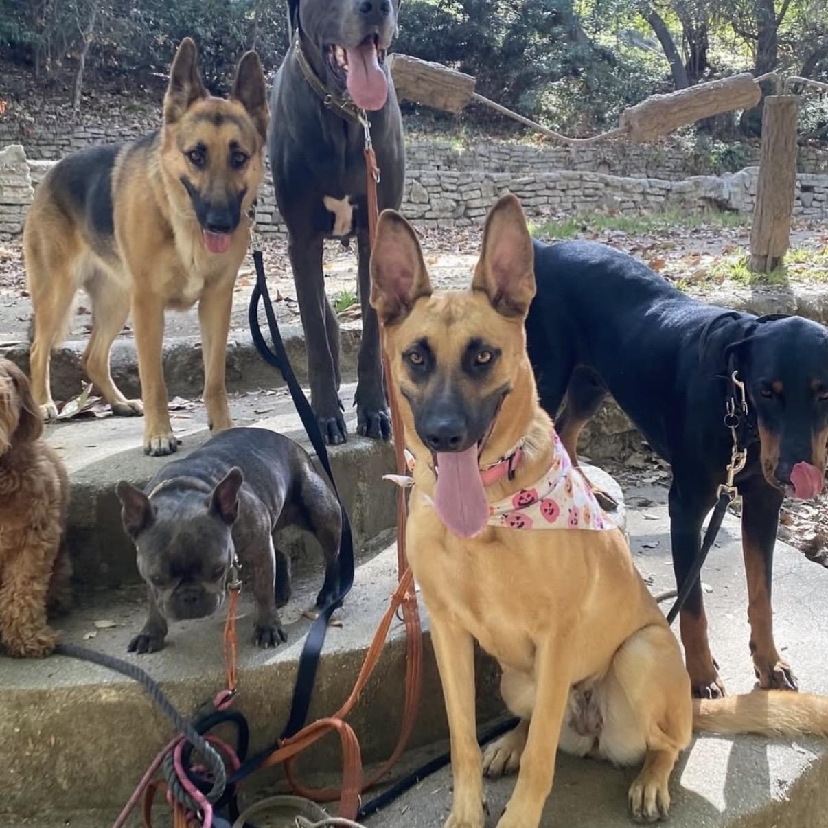 Nala, a Adoptable mixed breed in Westlake Village, CA image 5/5