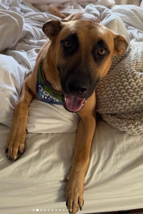 Enlarge Nala, a Adoptable mixed breed in TEMECULA, CA image 2/5