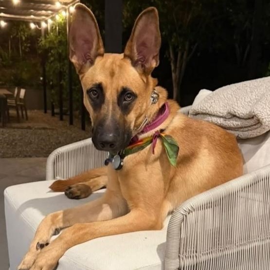 Nala, a Adoptable mixed breed in Westlake Village, CA image 3/5