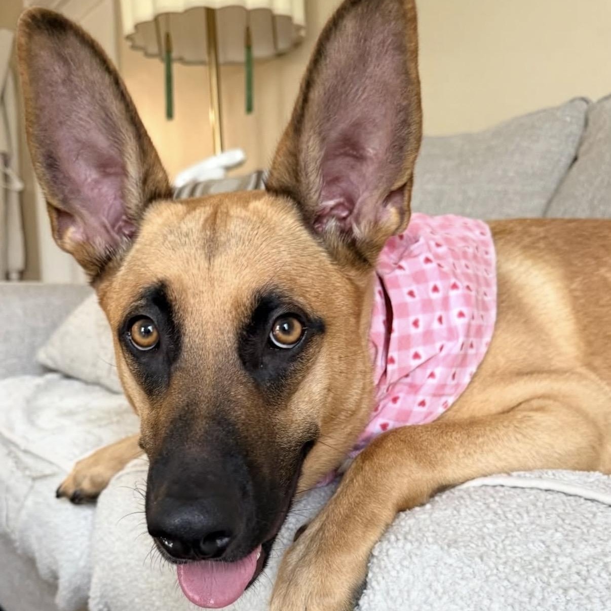 Nala, a Adoptable mixed breed in Westlake Village, CA image 4/5