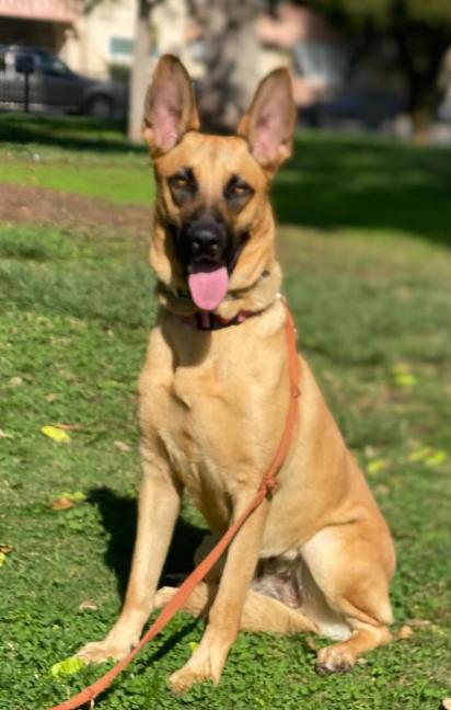 Enlarge Nala, a Adoptable mixed breed in TEMECULA, CA image 4/5