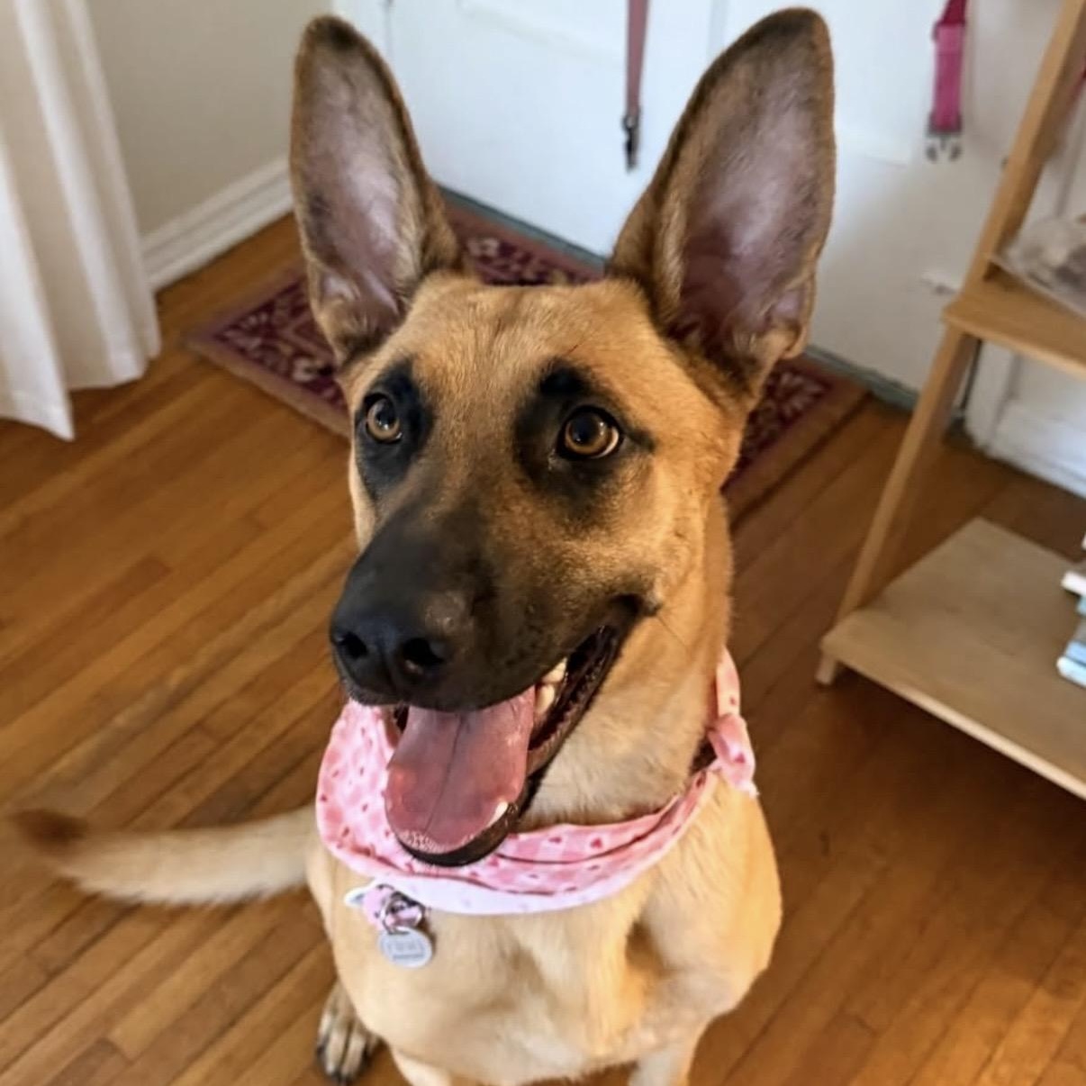 Nala, Adoptable, Young Female German Shepherd Dog.