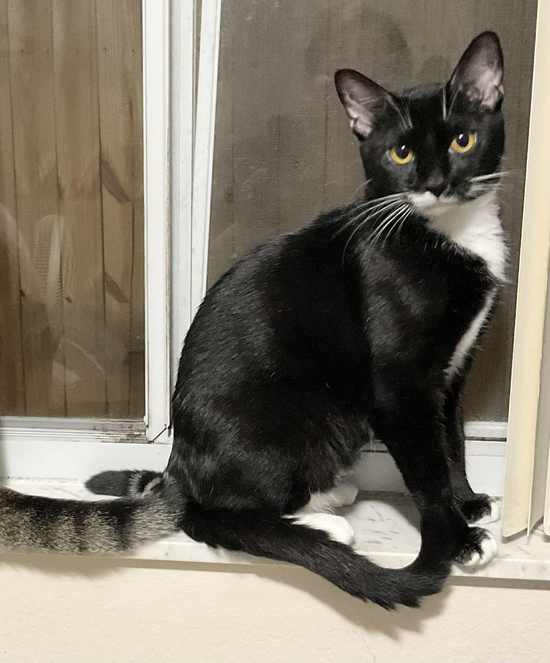 Tulsa , an adopted Domestic Short Hair in West Warwick, RI image 1/6