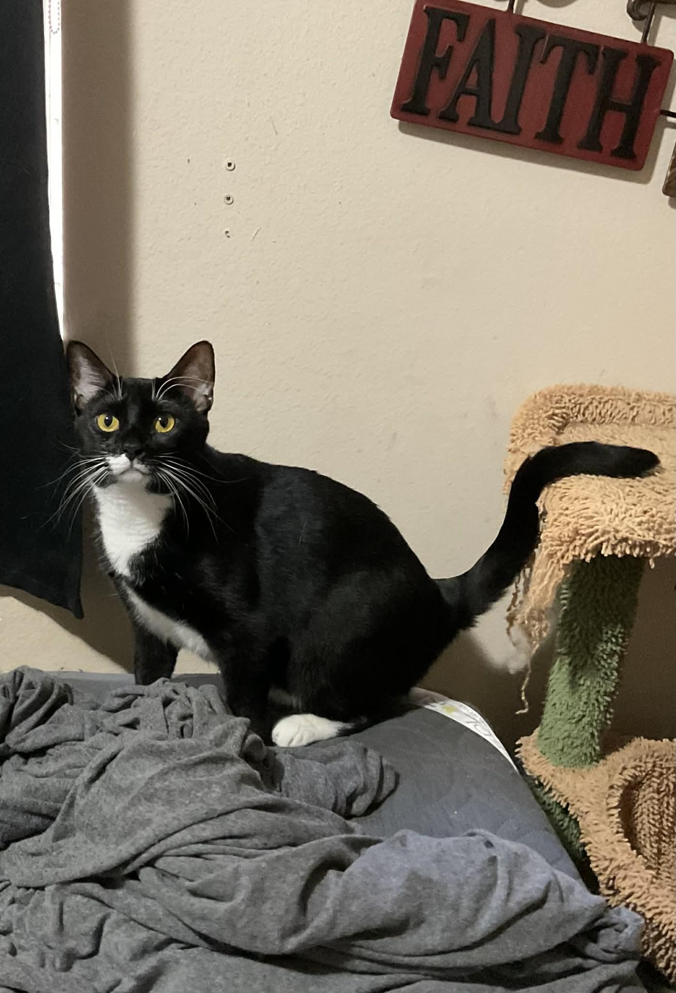 Tulsa , an adopted Domestic Short Hair in West Warwick, RI image 3/6