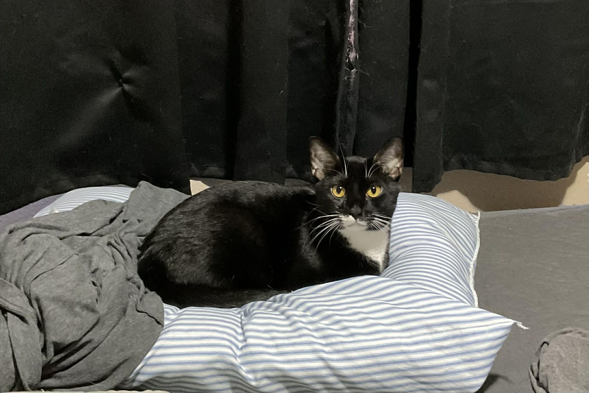 Tulsa , an adopted Domestic Short Hair in West Warwick, RI image 4/6