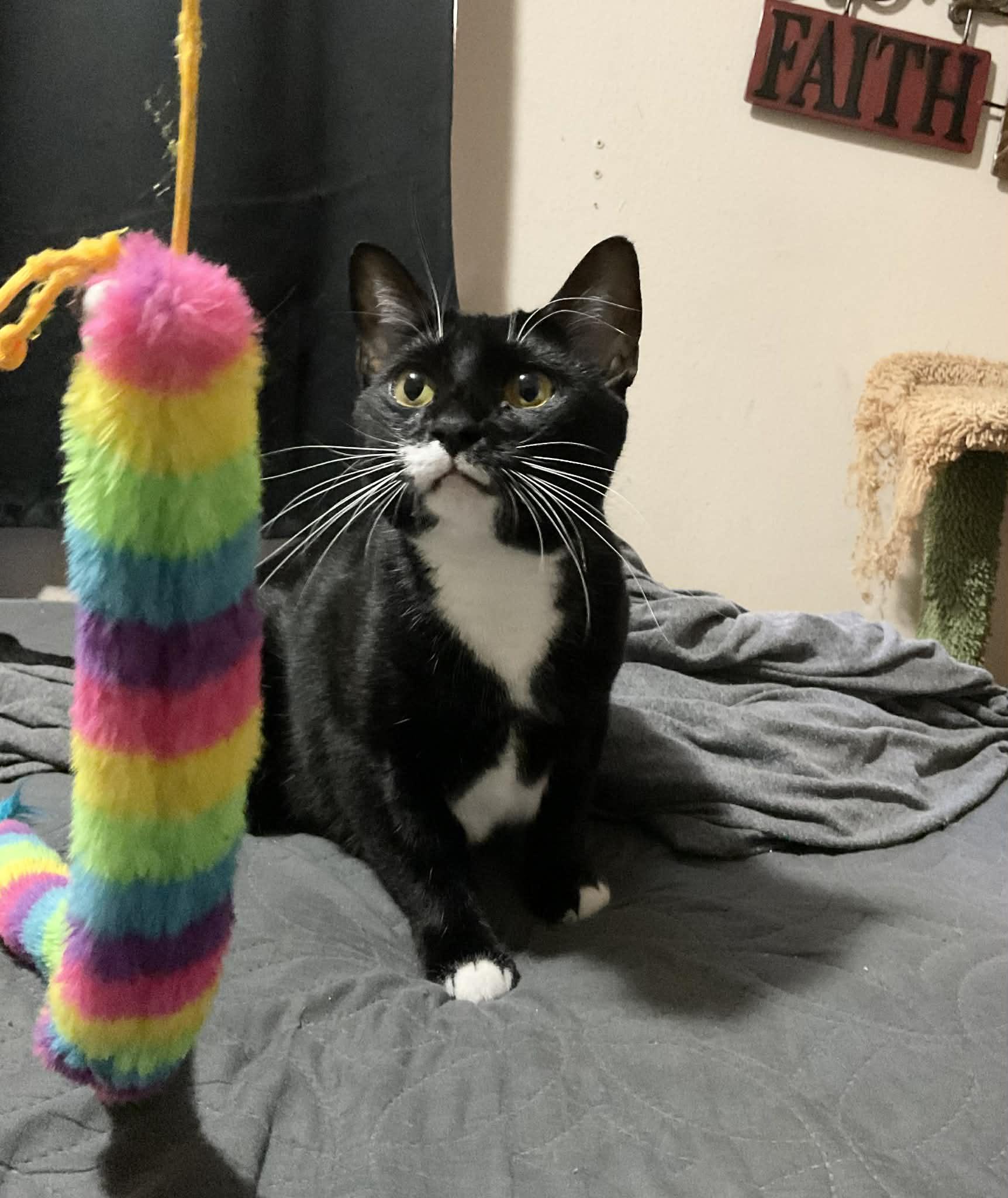 Tulsa , an adopted Domestic Short Hair in West Warwick, RI image 6/6