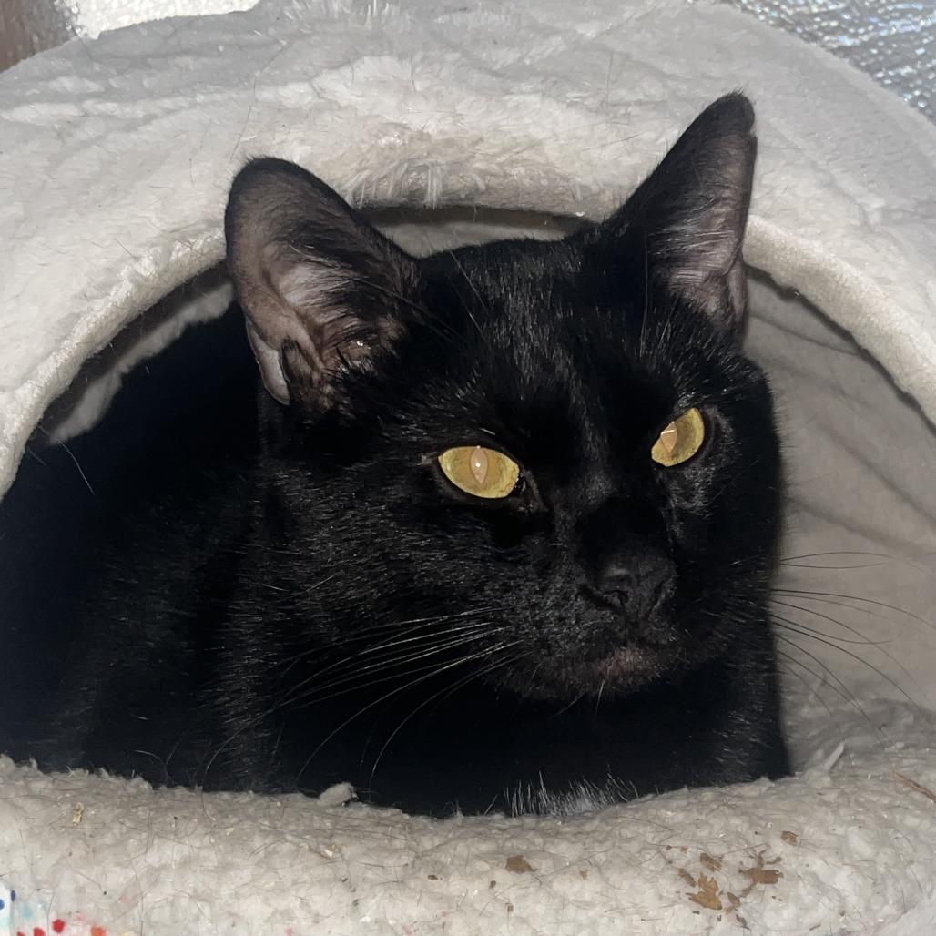 Enlarge Percy, a Adoptable Domestic Short Hair in Medina, OH image 1/3