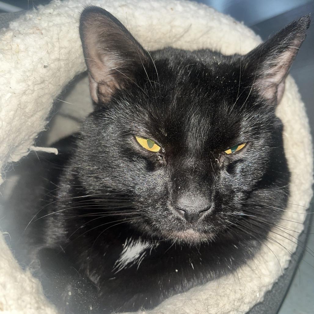 Enlarge Percy, a Adoptable Domestic Short Hair in Medina, OH image 2/3