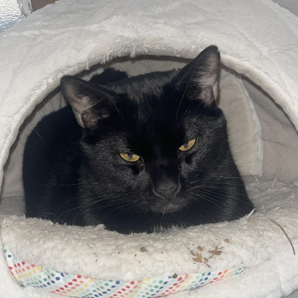 Enlarge Percy, a Adoptable Domestic Short Hair in Medina, OH image 3/3