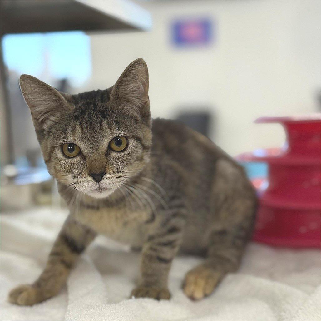 Biscotti, a Adoptable mixed breed in Bullhead City, AZ image 1/2