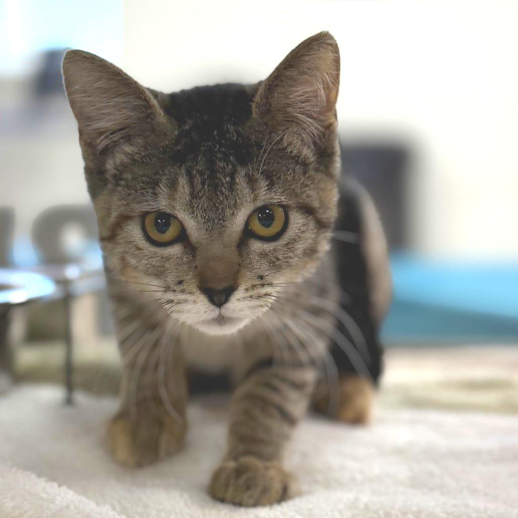 Biscotti, a Adoptable mixed breed in Bullhead City, AZ image 2/2