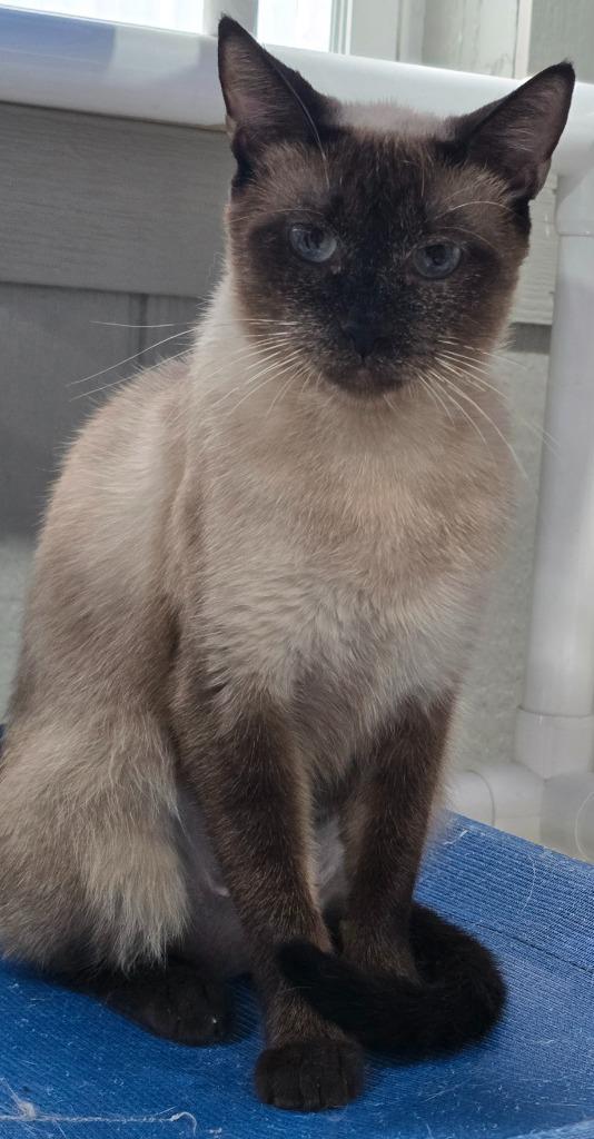 Sassy, a Adoptable mixed breed in Murphysboro, IL image 1/3