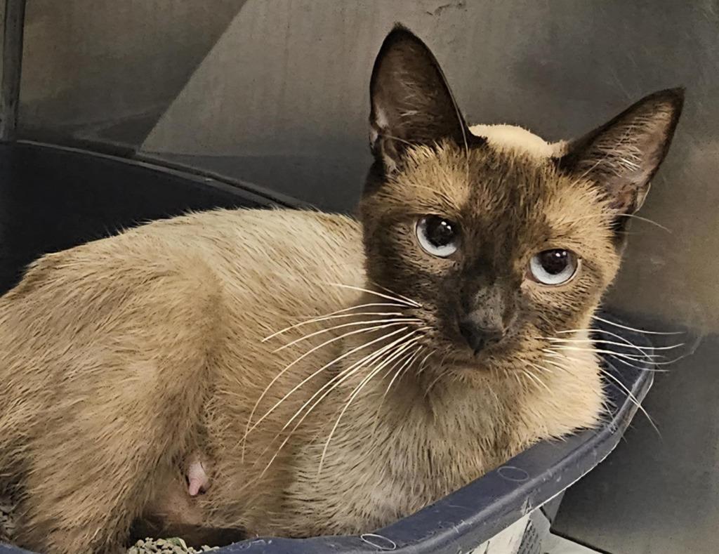 Sassy, a Adoptable mixed breed in Murphysboro, IL image 2/3