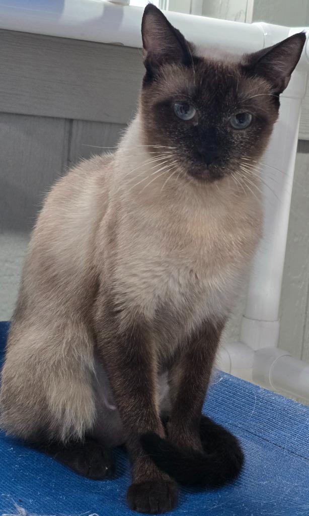 Sassy, a Adoptable mixed breed in Murphysboro, IL image 3/3